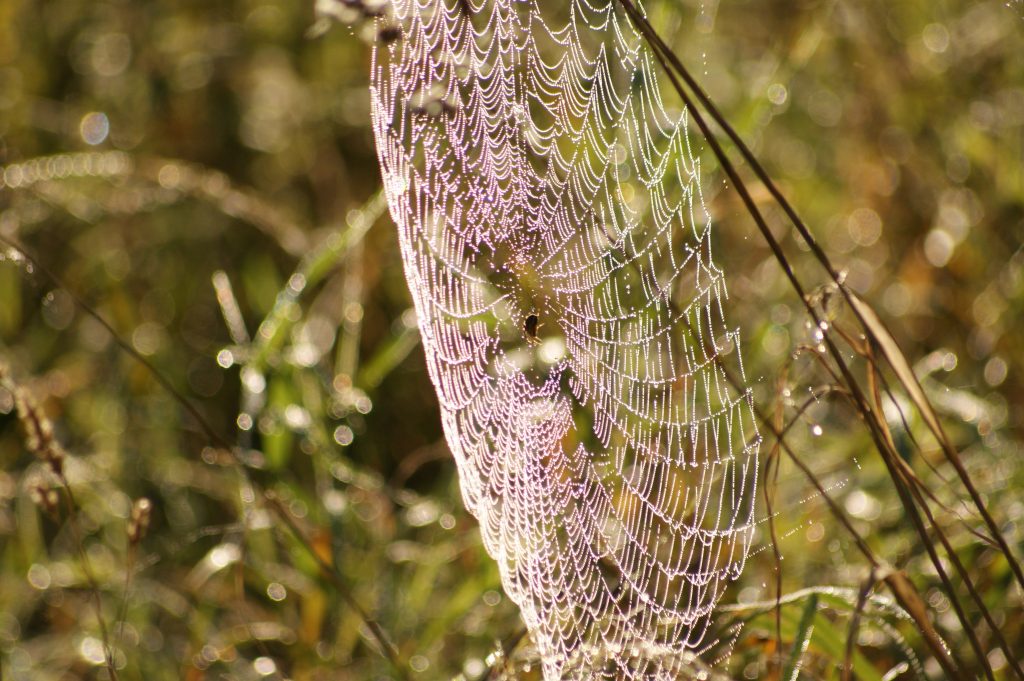 naturfotografi vaerude.dk