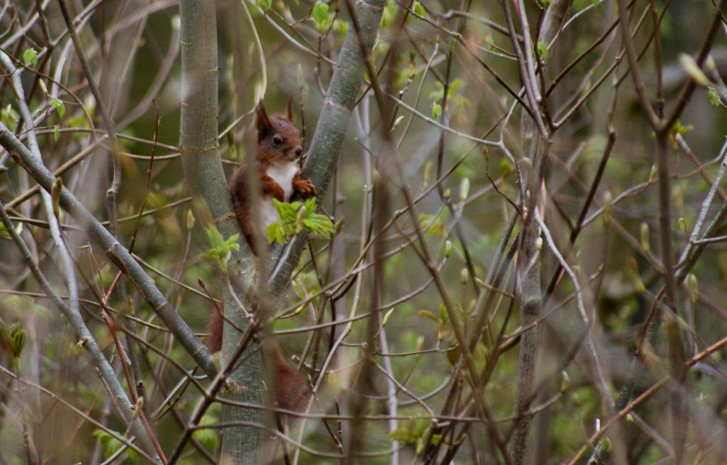 Naturfoto i naturen vaerude.dk