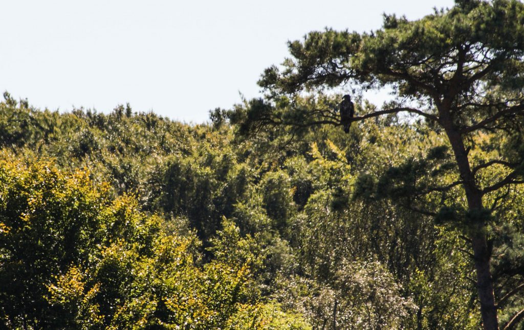 Havørn på Æbelø - vaerude.dk