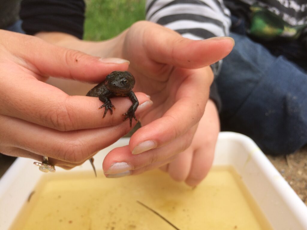 Nordfyns Naturskole miljø og affald i naturen